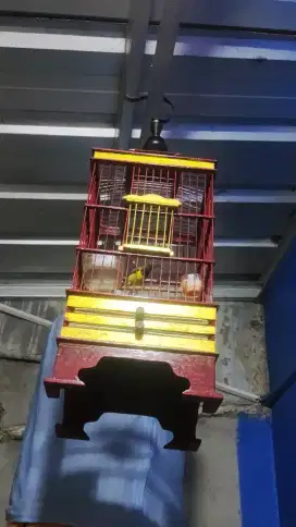 Burung Kolibri SG + Kandang