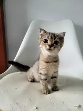Scottish Fold Betina