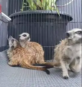sepasang garangan hias m3rkat 1 thn siap koleksi hewan koleksi exotik