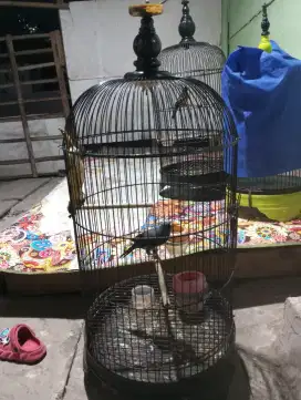 jalak rio rio sudah mulai teler edisi bosen .