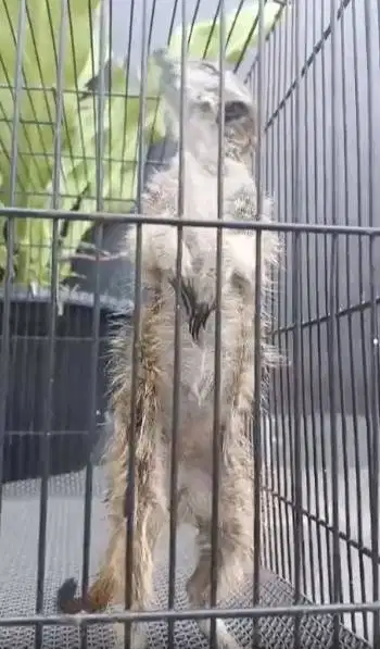 sepasang musang hias merkat 1 thn siap piara ternak koleksi exotik