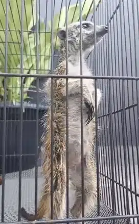 sepasang musang hias merkat 1 thn siap piara ternak koleksi exotik