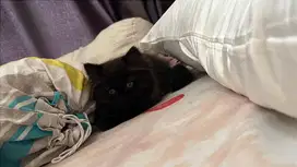 kucing persian kitten