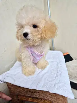 Puppy Poodle gemas