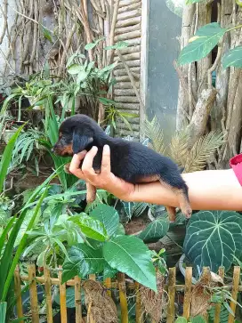 Anak anjing puppy tekel kecil lucu