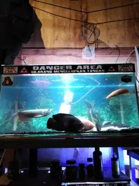 Jual ikan predator borongan,edisi BU
