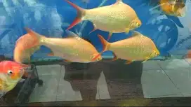 Ikan kaviat albino