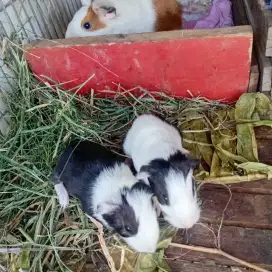 Marmut lucu di jual