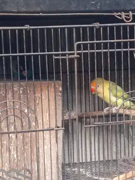 Lovebird sepasang produksi