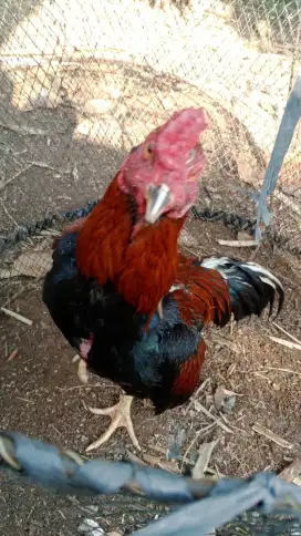 Ayam Bangkok Super Tehnik