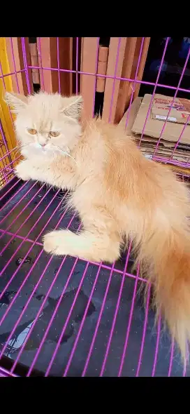 Kucing persia betina sehat lincah manja di medan area