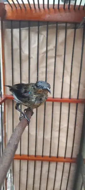 Kolibri ninja trotol dacok