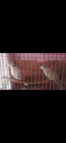 Puter laki muda