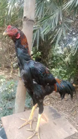 Ayam Bangkok usia 7bln