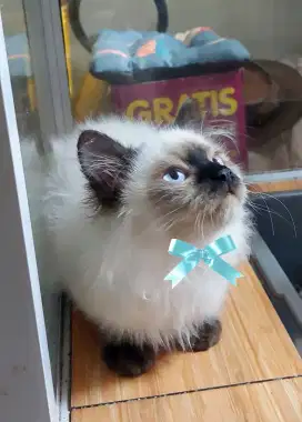 Kucing persia himalaya