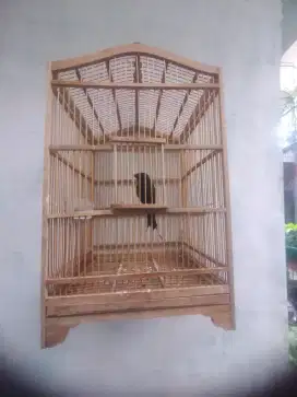 Srigunting hitam kantil