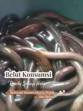 Bahan olahan segar belut konsumsii