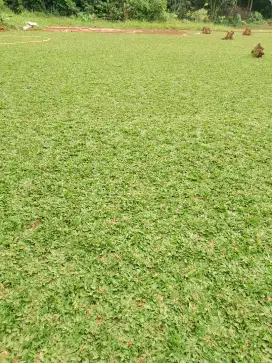 rumput gajah mini