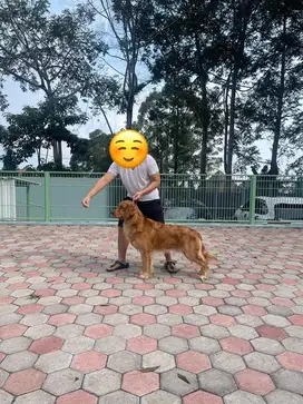 GOLDEN SUPER QUALITY ANAKAN NUMBER 1 CHAMPION AMERIKA