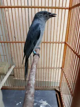 Srigunting Abu SG