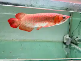 Arwana super Red chili