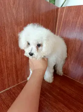 POODLE WHITE MALE