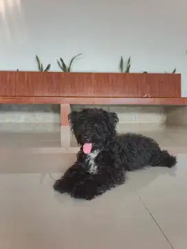 POODLE BLACK MALE