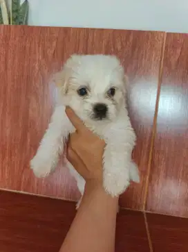 MALTESSE MIX POODLE