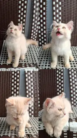 Kitten Ragdoll dan Persia bigbone bulu kapas