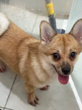 Open adopt puppy pomeranian mix shihtzu