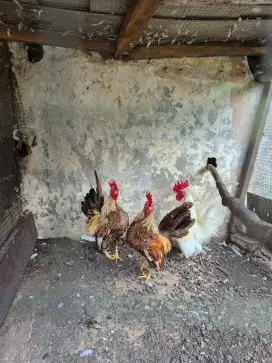 Ayam kate jantan 3 ekor