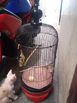 kandang burung lovebird