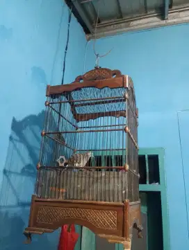 Jual Burung Perkutut
