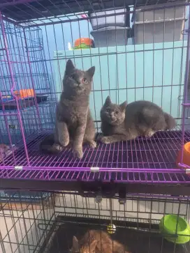 ready adop kitten british shorthair pure blue 100% pure ras