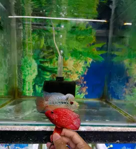 Ikan louhan cencu