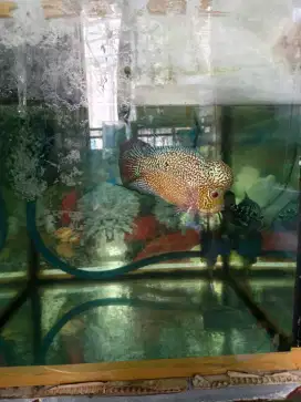 Ikan louhan cencu