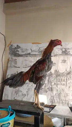 Ayam Hayam aduan