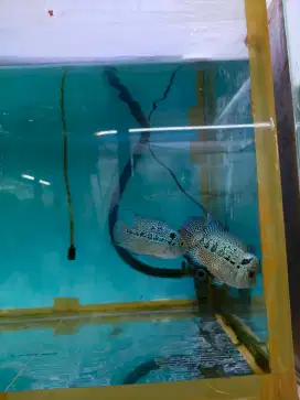 Ikan Louhan Cencu