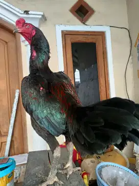 Ayam Hayam aduan