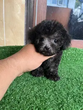 Tea Cup Silver Poodle Stambum
