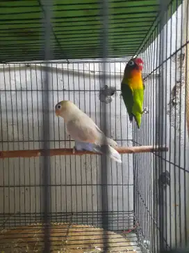 Lovebird sepasang produk