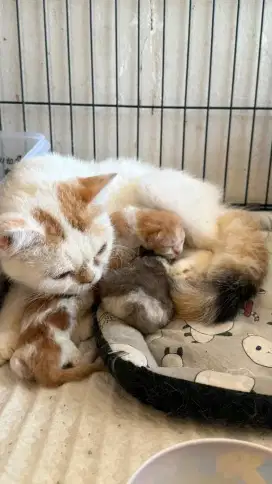 BRITISH SHORTHAIR CALICO BETINA BORONGAN