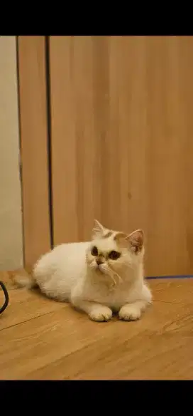 BRITISH SHORTHAIR CALICO BETINA BORONGAN
