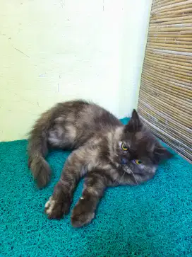 Flatnose tortie betina