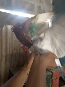 Merpati bahan kolongan dan tomprang