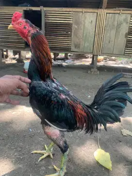 Pama iq x pamangon