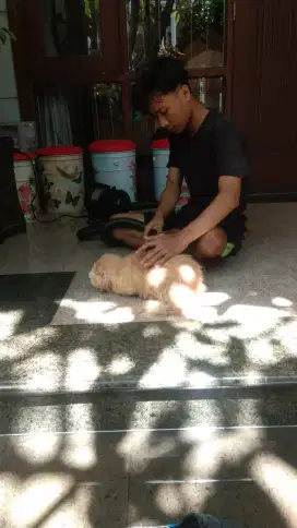 Petshoop keliling
