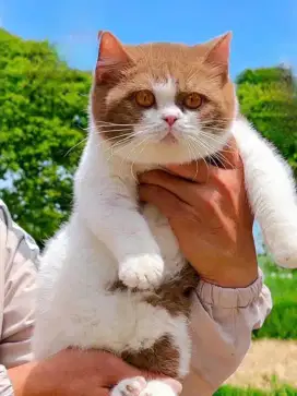 Kucing british shorthair bsh british shorthair