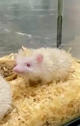 Landak Mini Albino