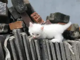 Jual kitten persia tinggal jantan putih pure persia